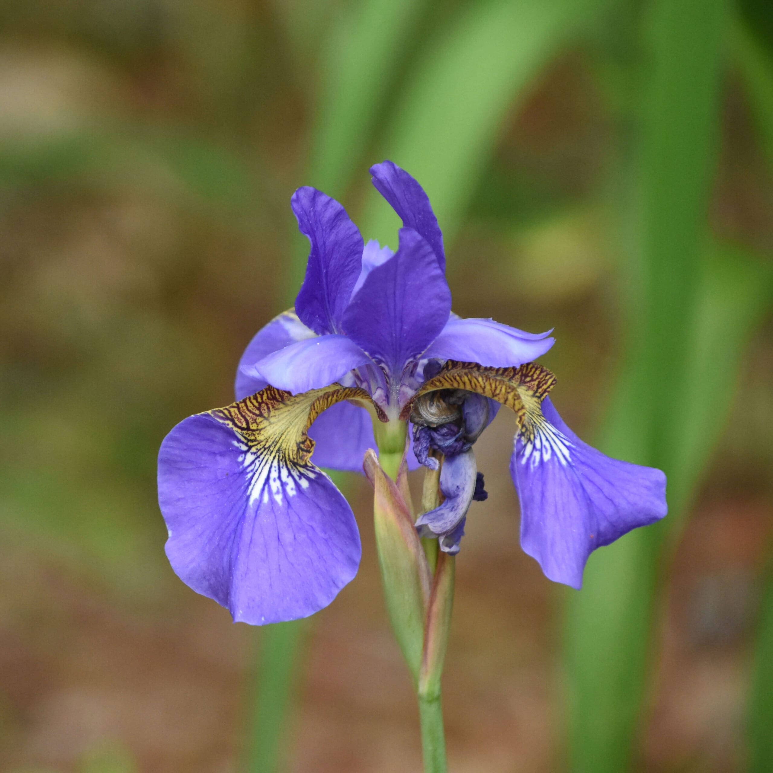 Iris