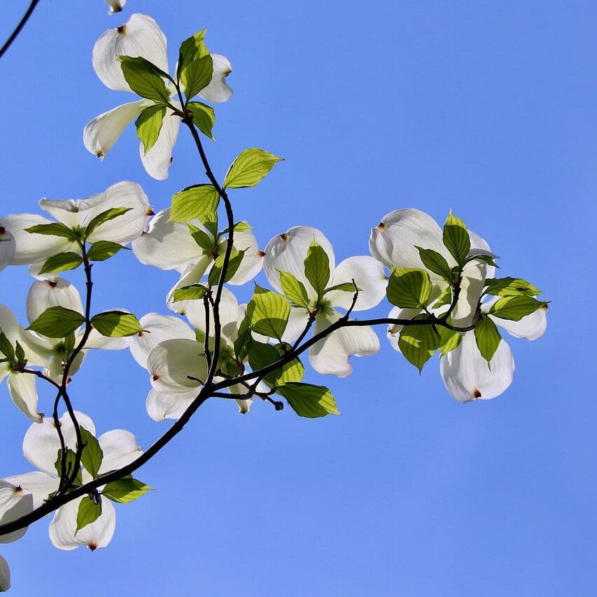 Kousa Dogwood branch on blue sky