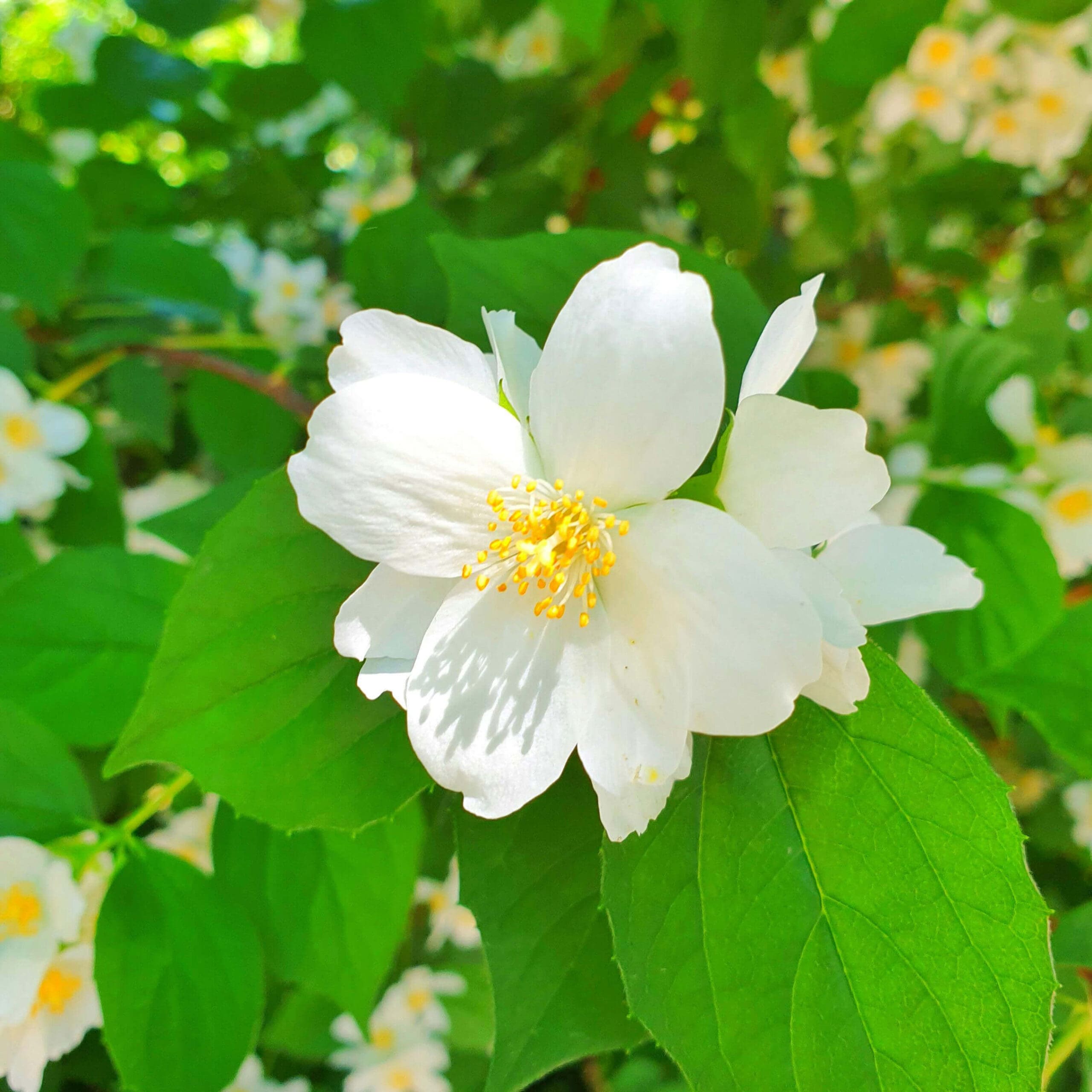 Mock Orange
