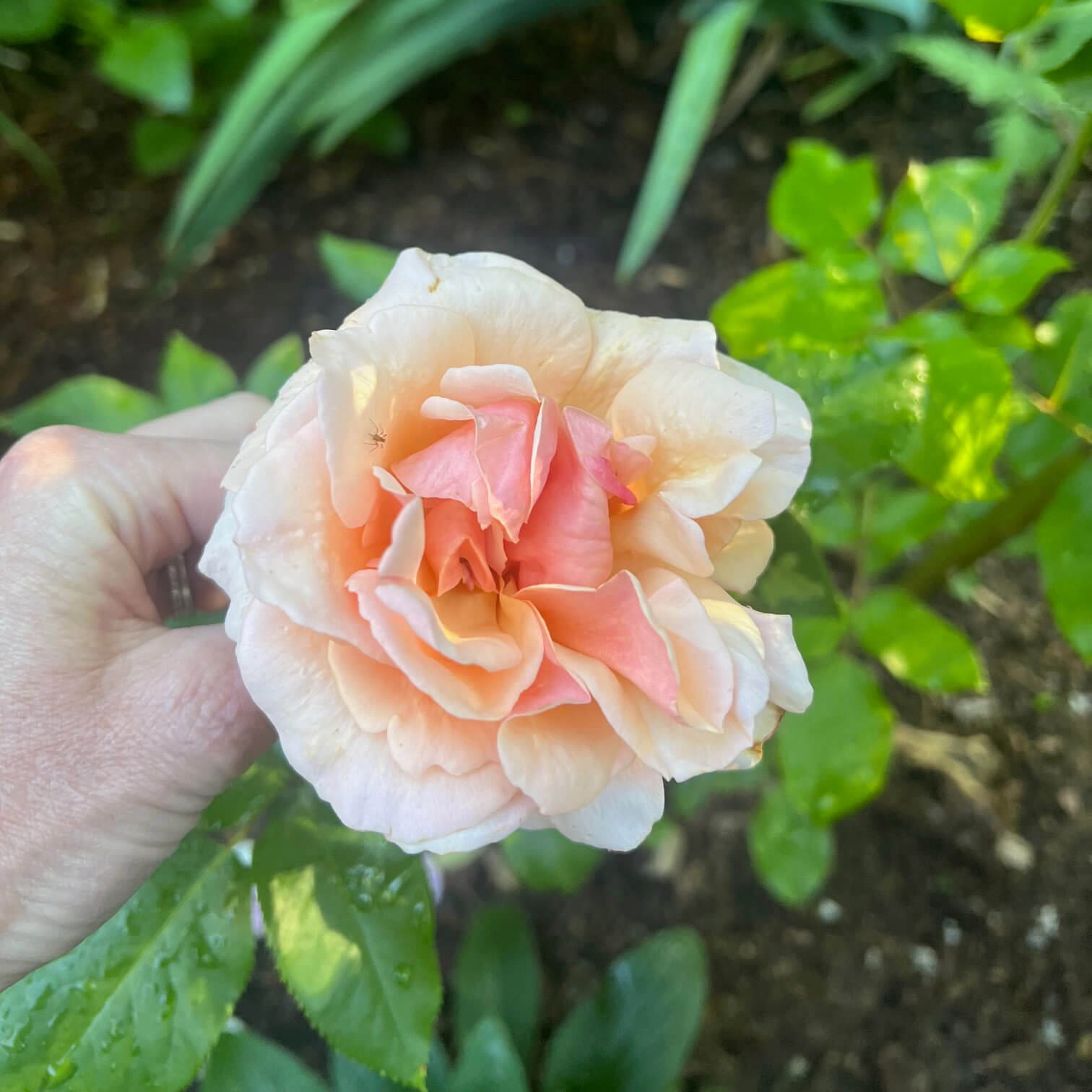 Mother of Pearl Rose