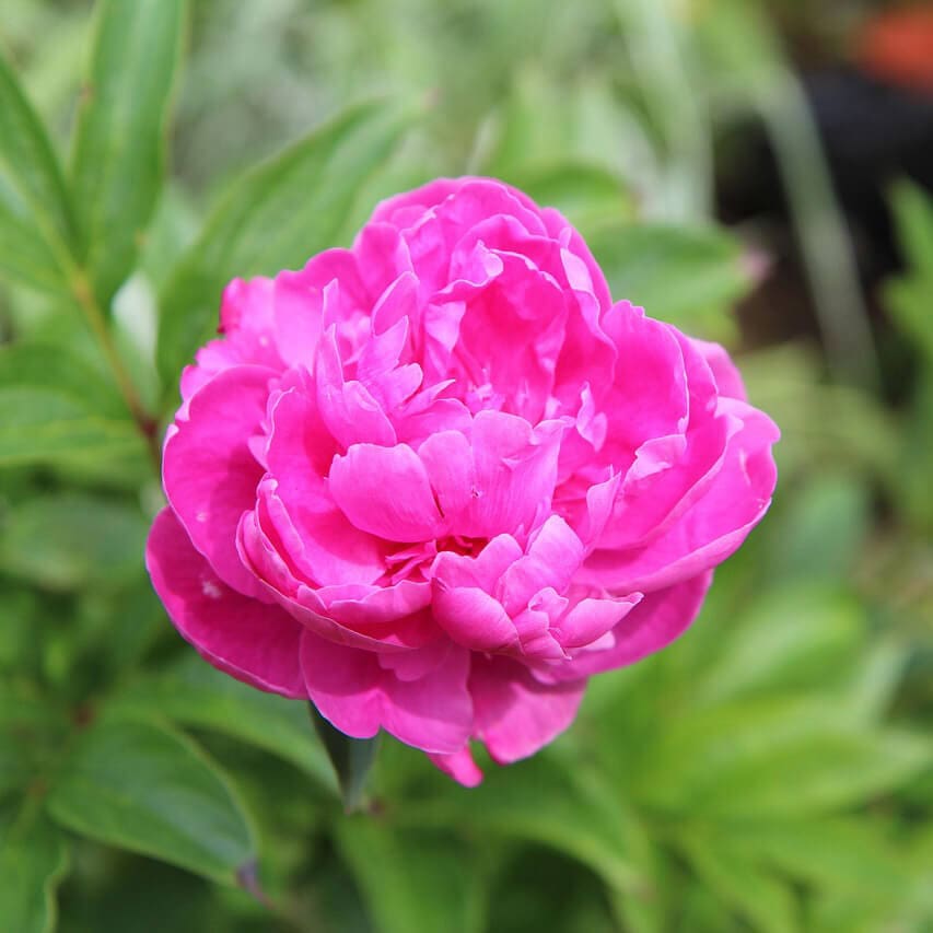 Peony