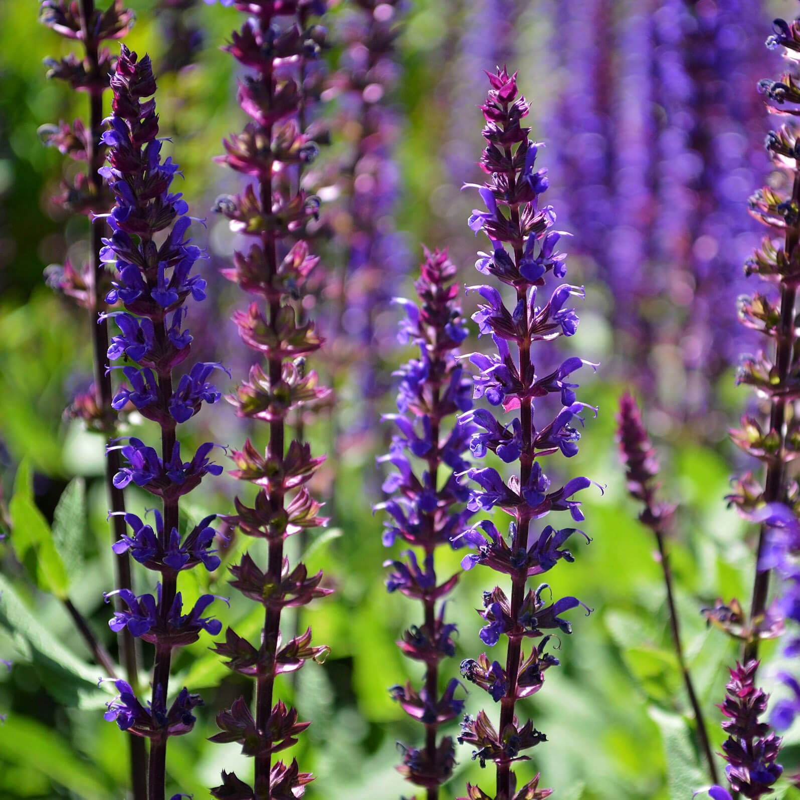 Salvia