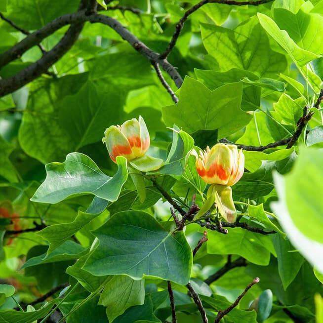 Tulip Poplar