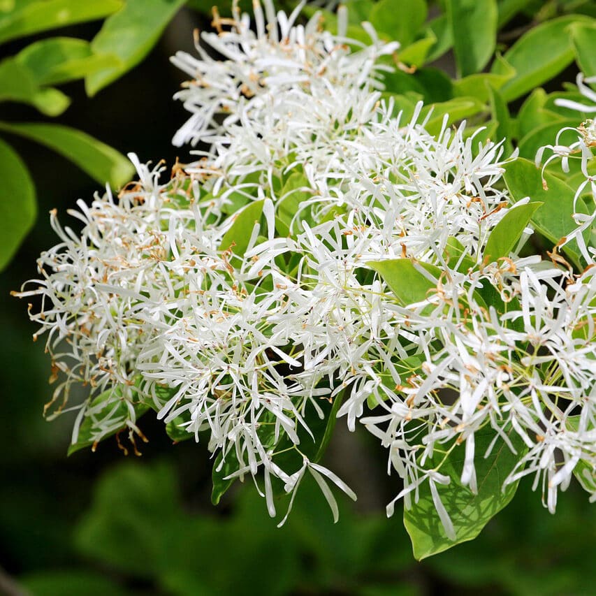 White Fringe Tree