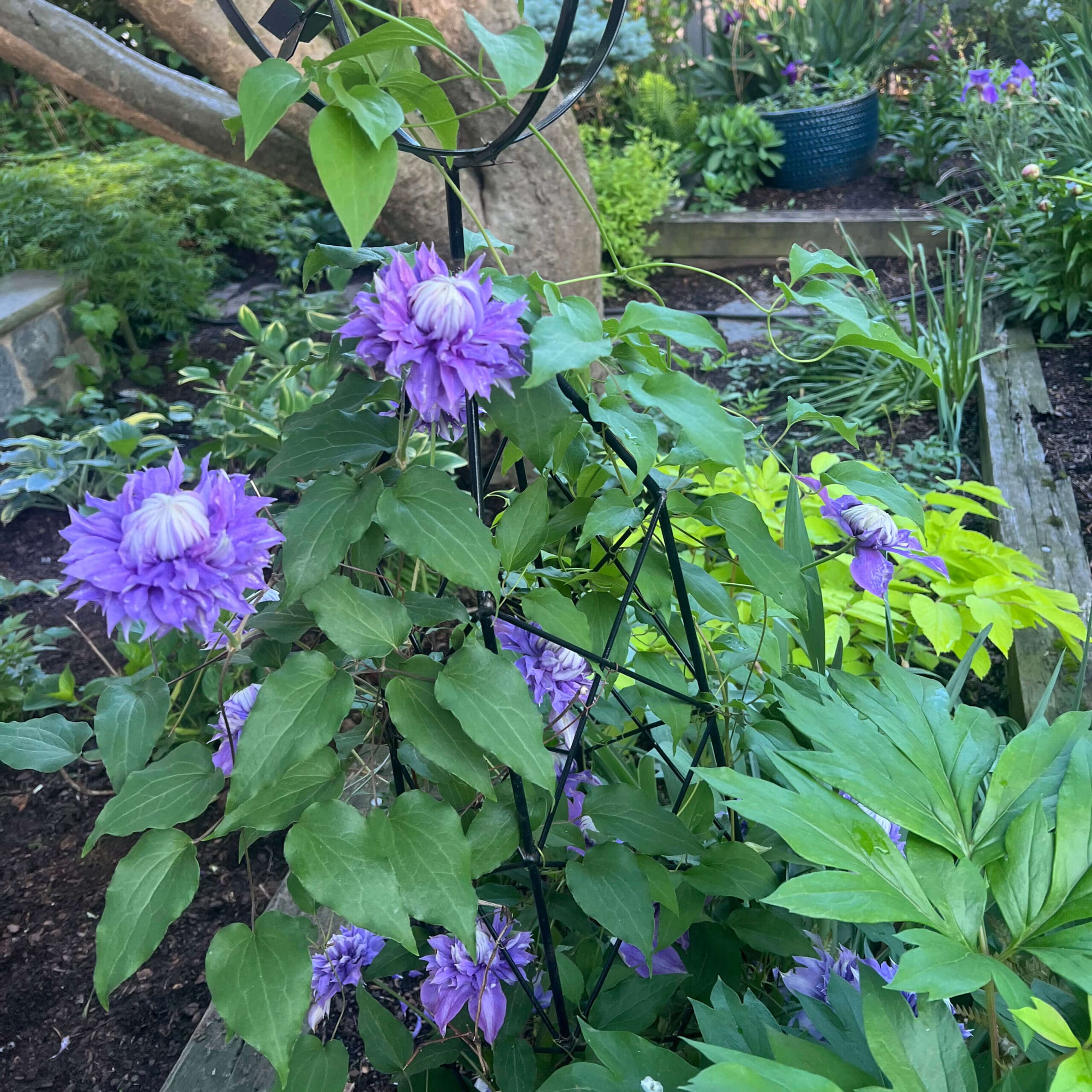 clematis