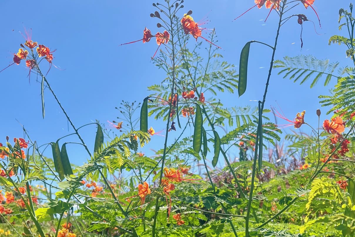 Lessons from the Costa Rica Landscape