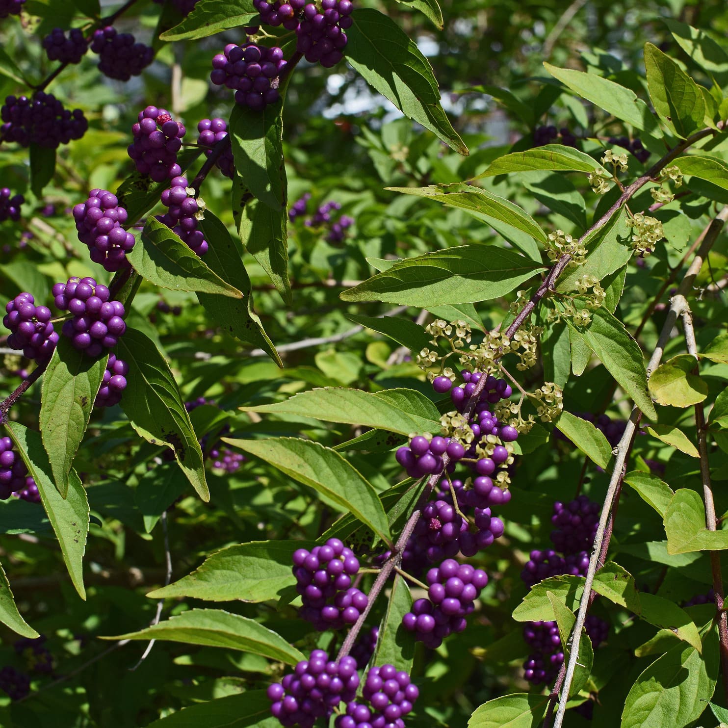Beauty Berry purple