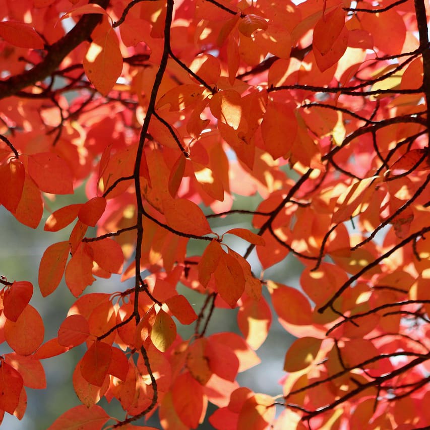 Black Tupelo Fall Color