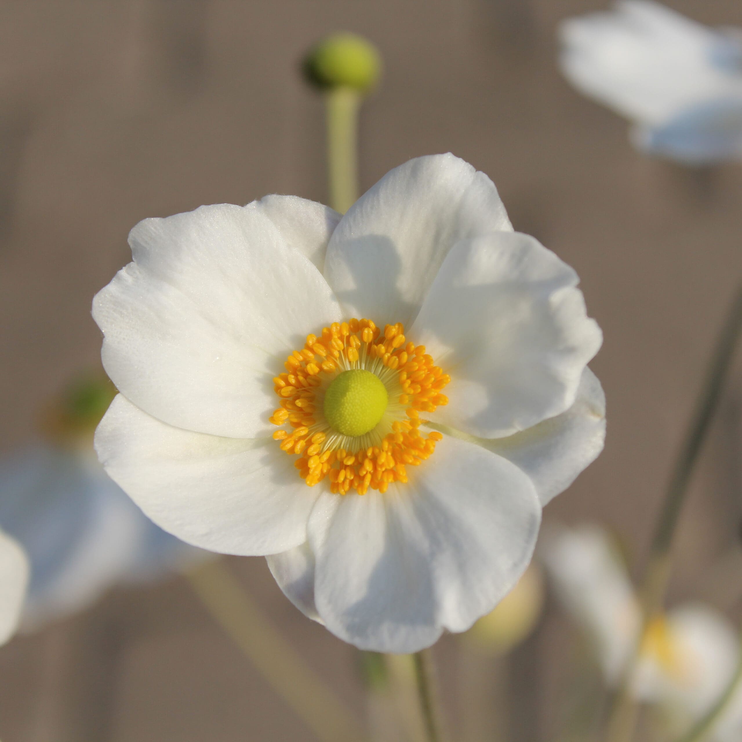 Honorine Anemone Flower White Bloom
