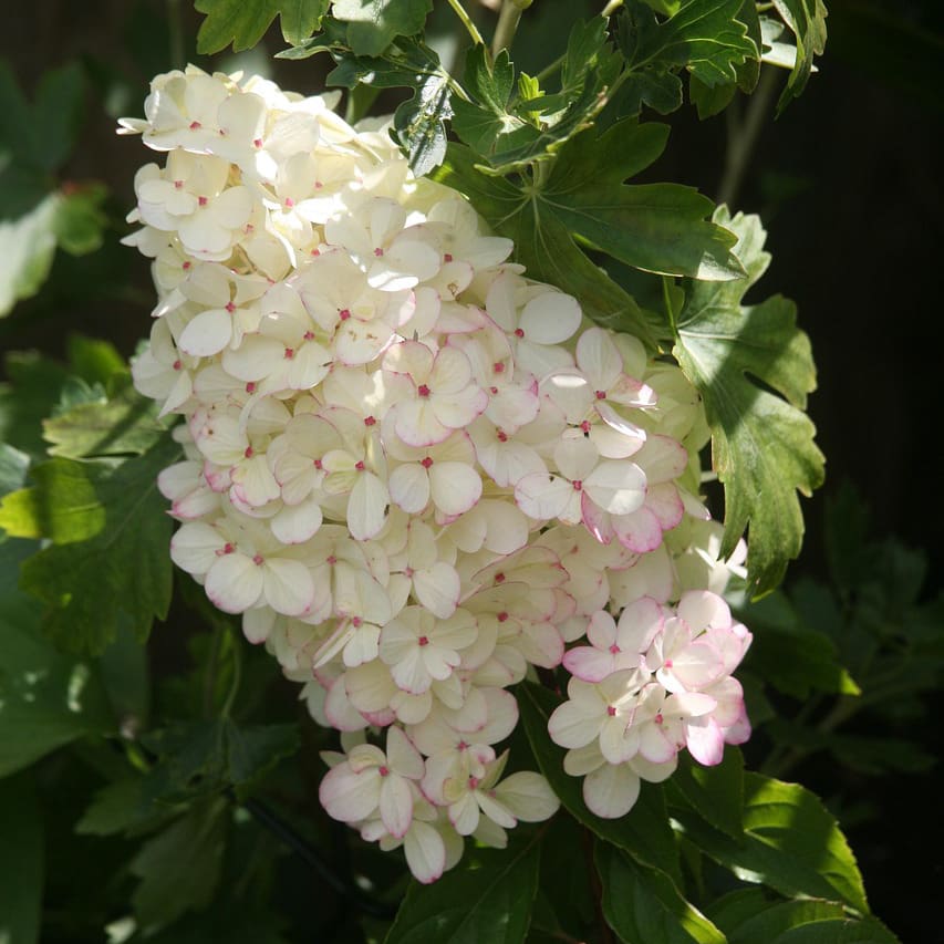 Hydrangeas Panticulata