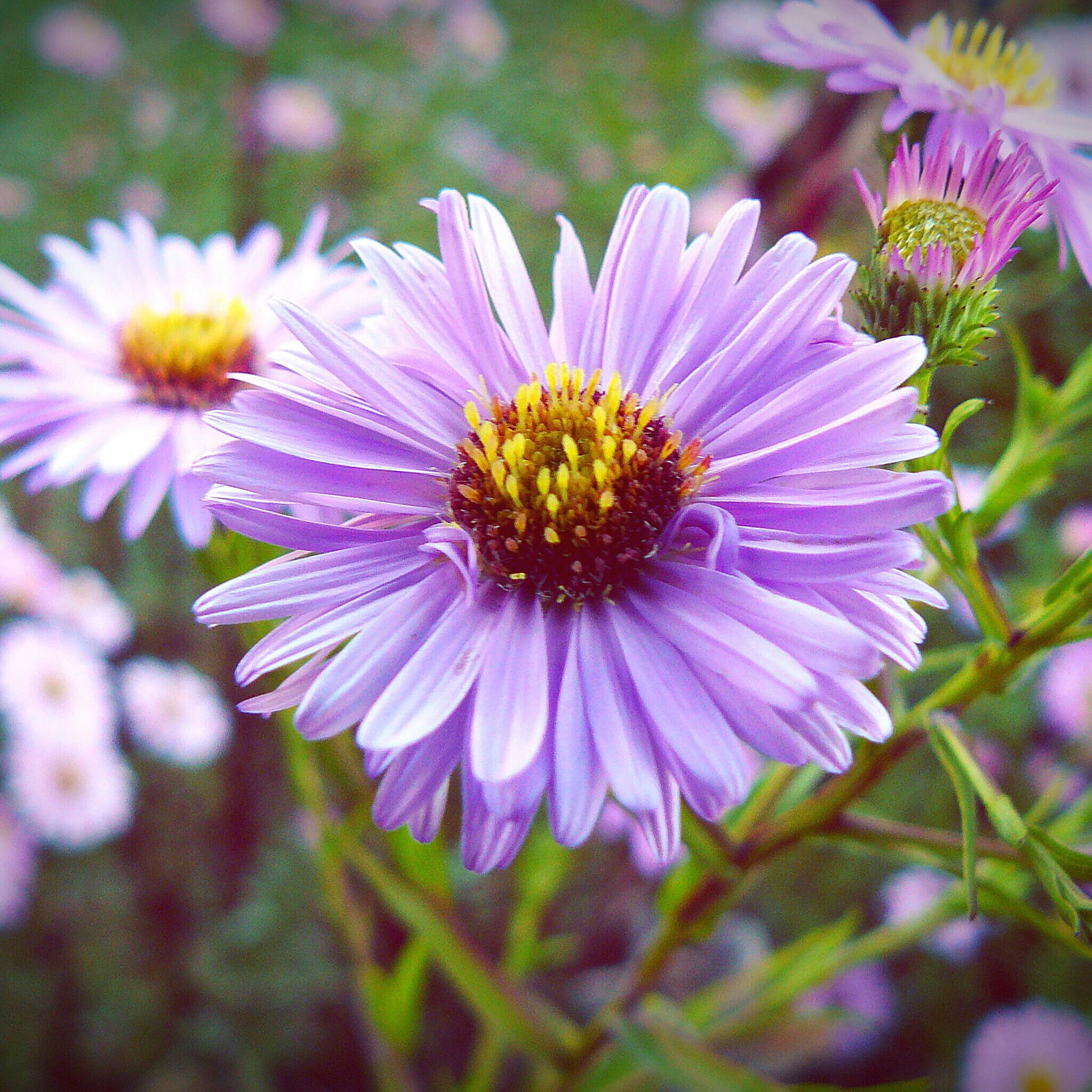 October Skies aster native purple flower bloom
