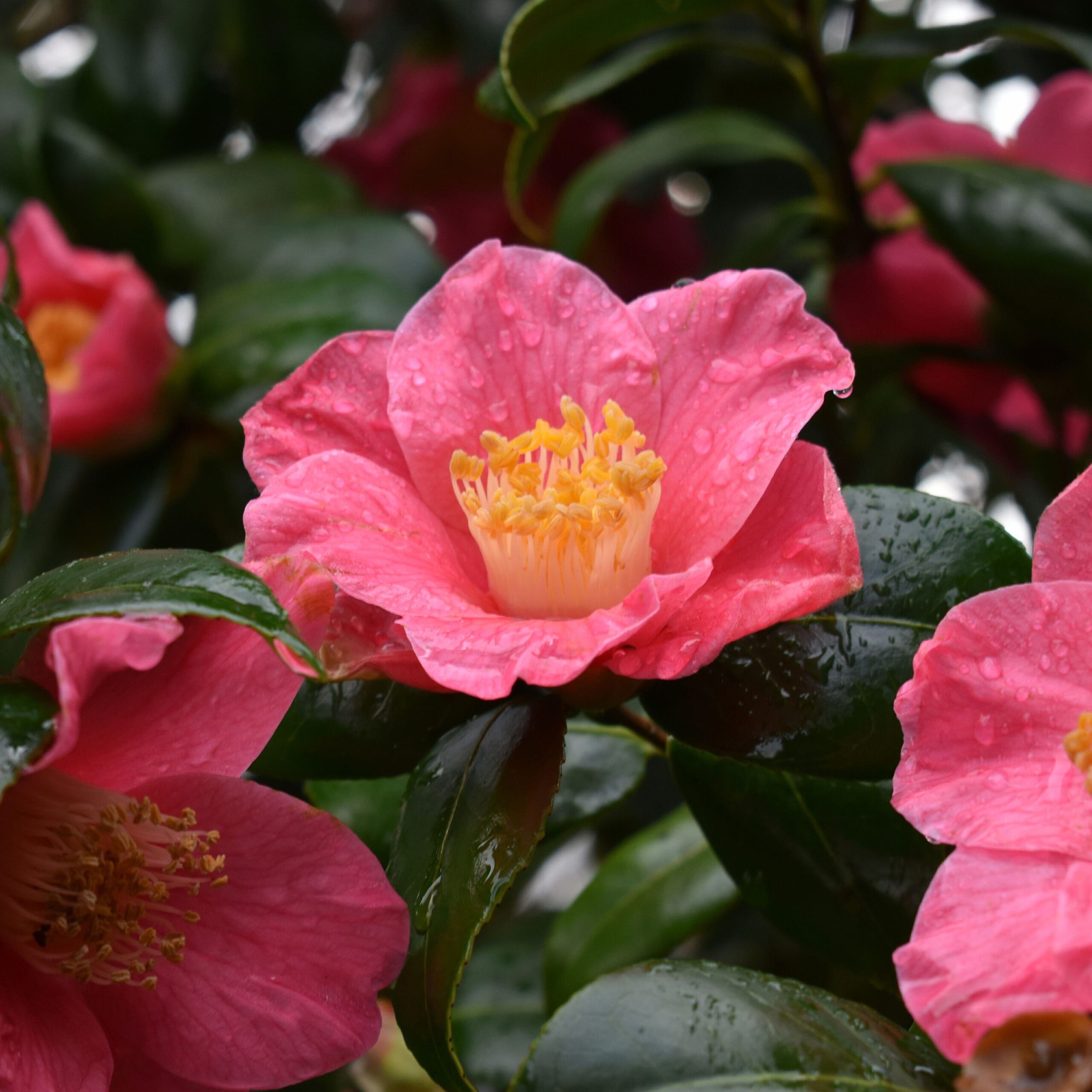 Sasanqua Camellias