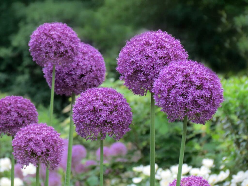 Alium