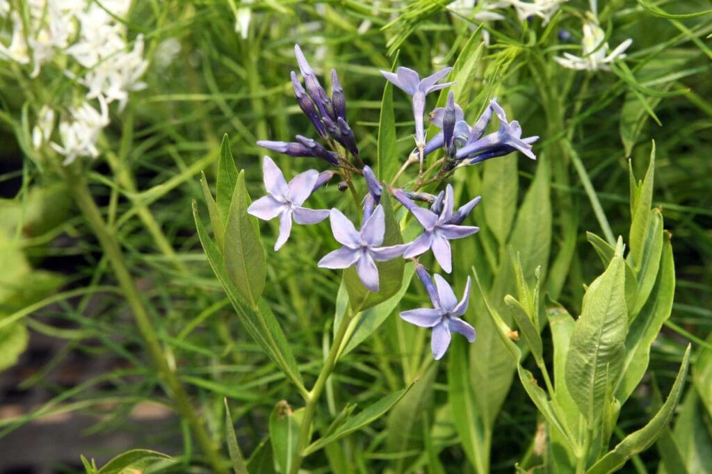 Amsonia Blue Ice