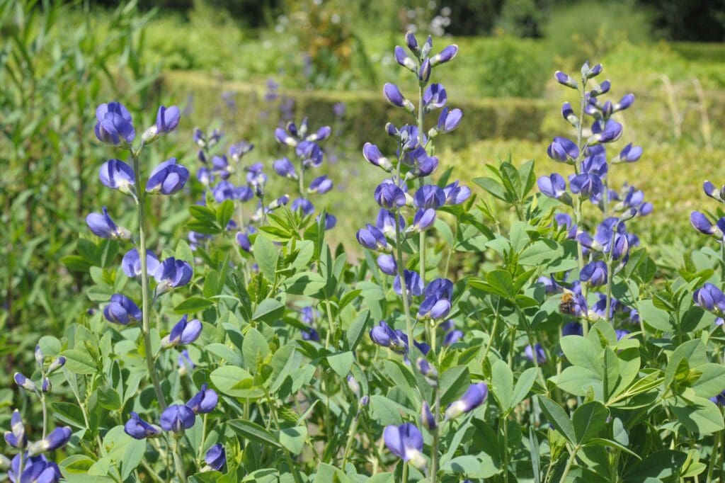 Blue Wild Indigo