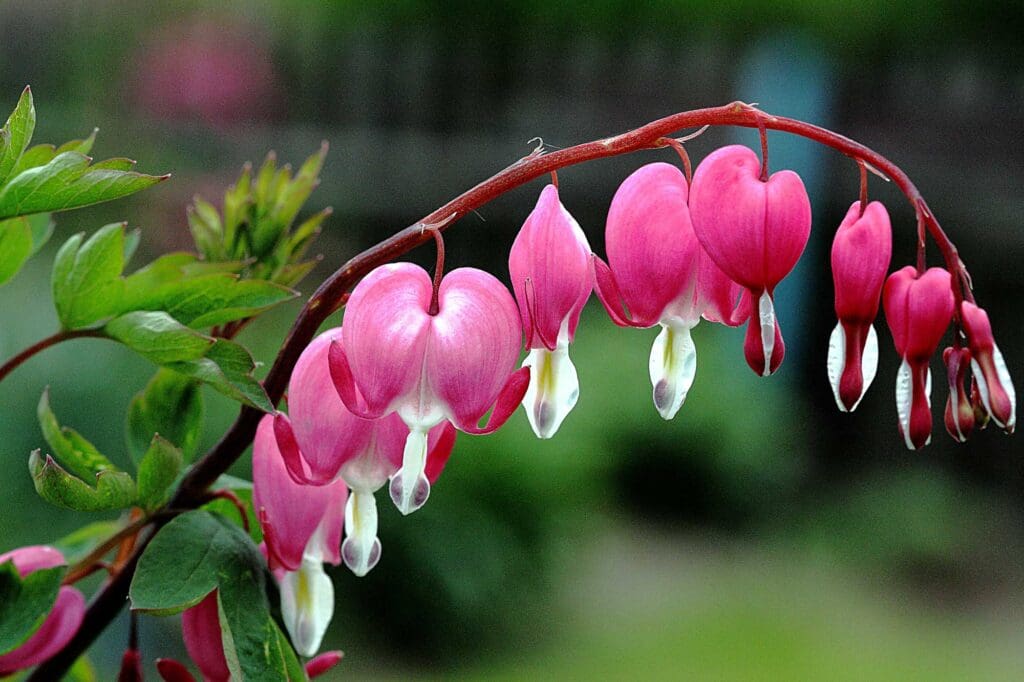 Dicentra