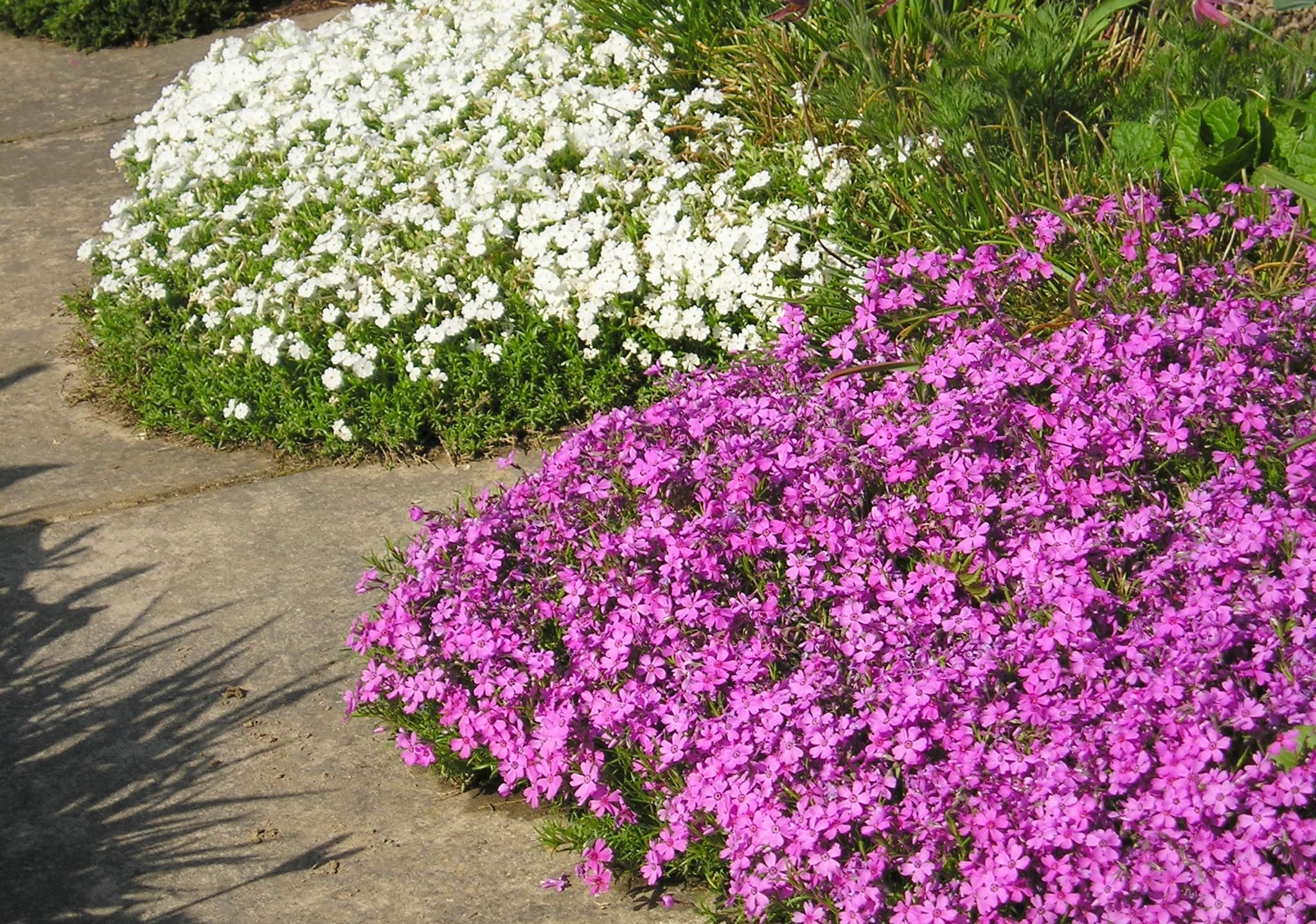 Moss Phlox : Creeping Phlox