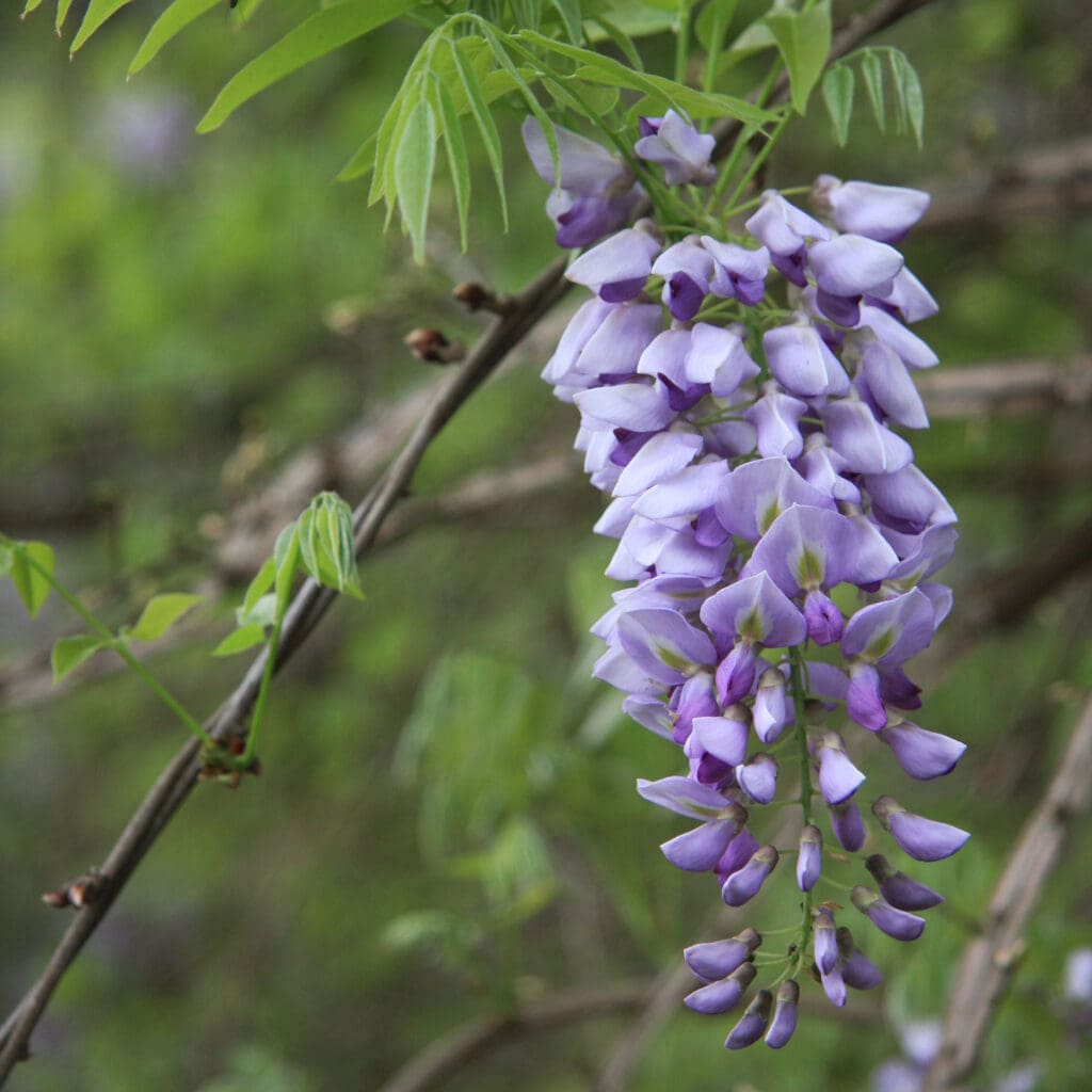 American Wisteria