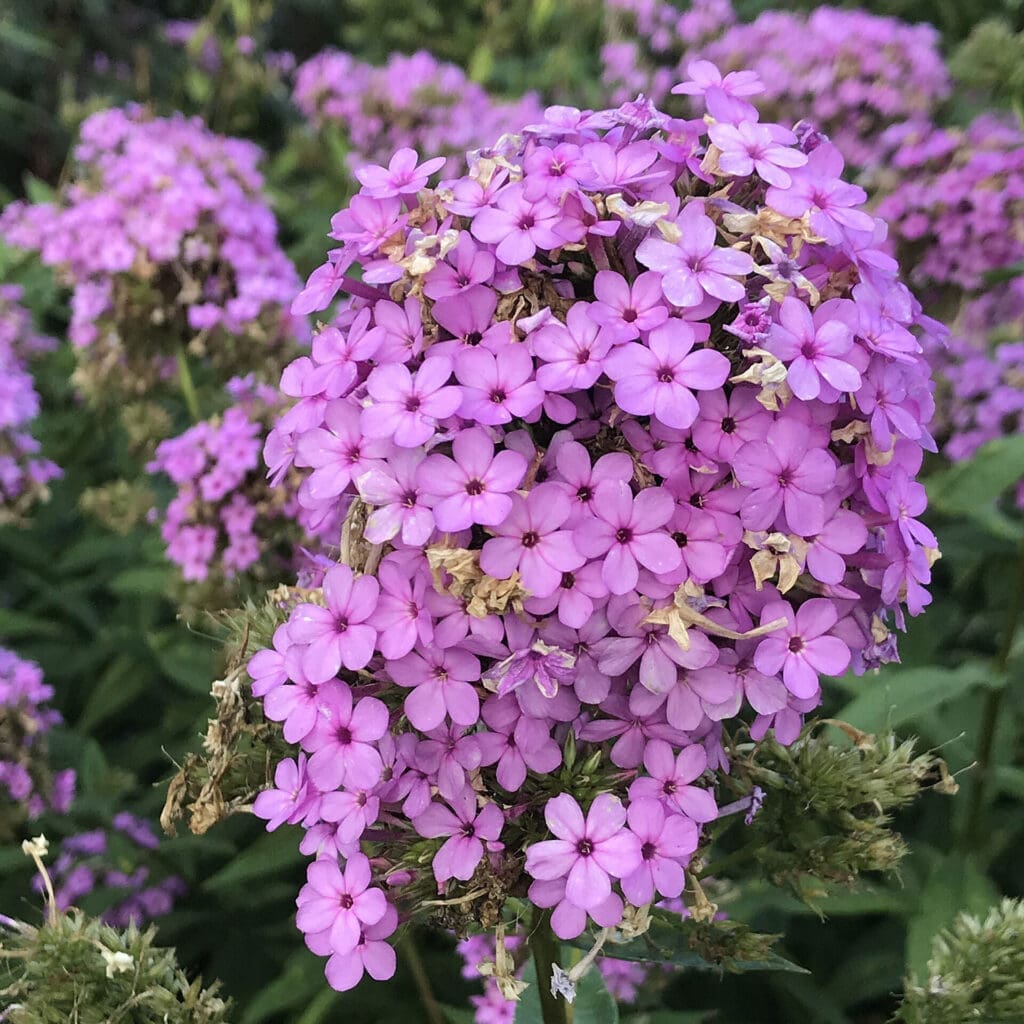 Jeana Phlox