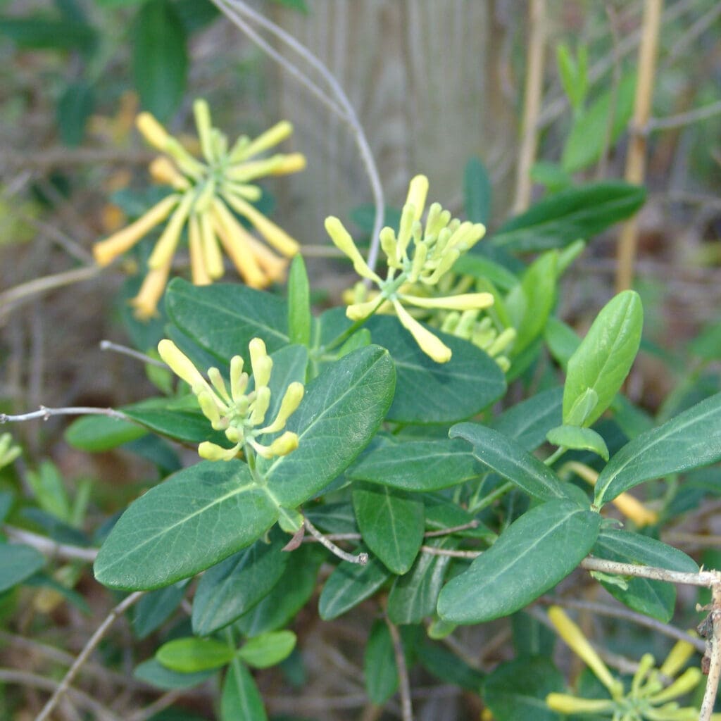 John Clayton Honeysuckle