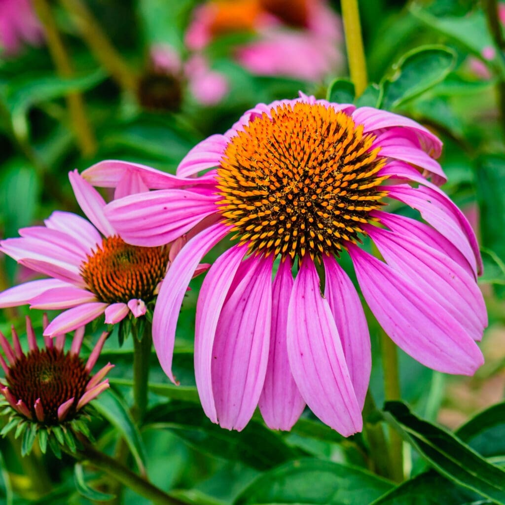 Purple Coneflower