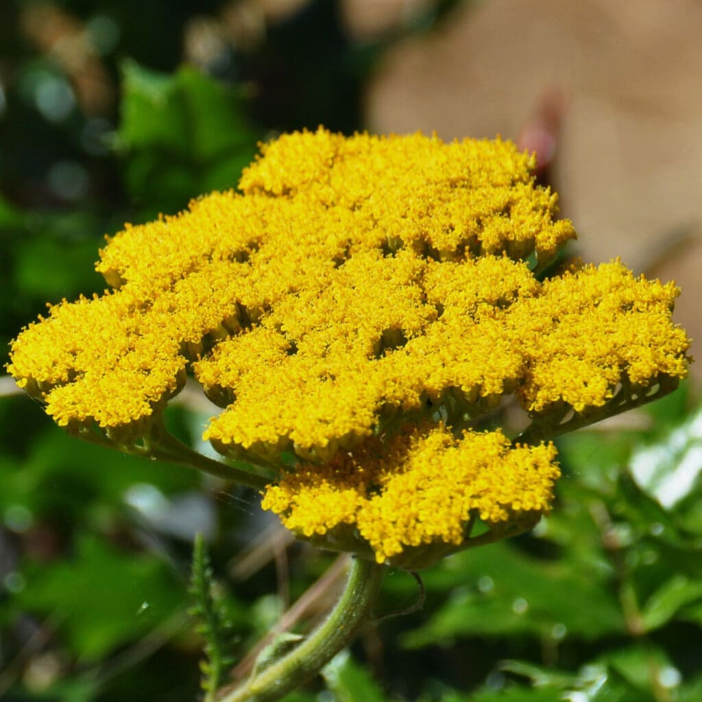 Little moonshine yarrow