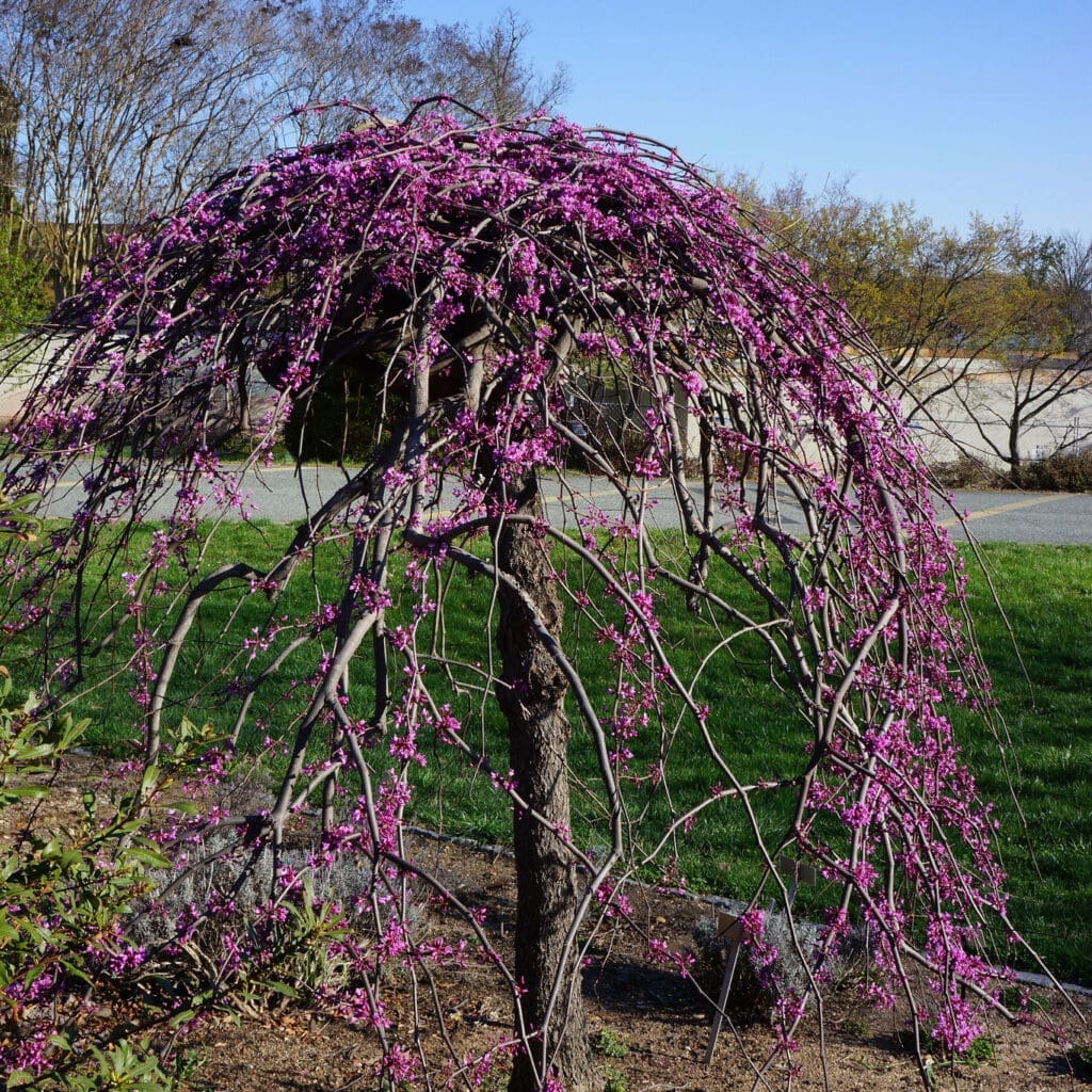 Weeping redbud