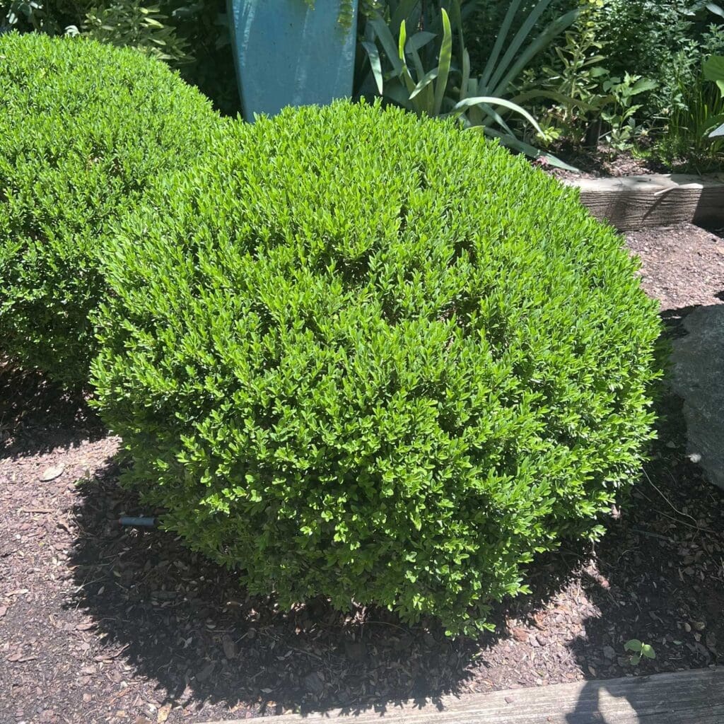 Boxwood