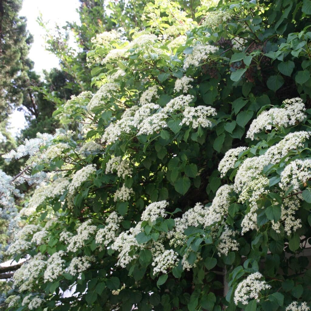 Climbing Hydrangea