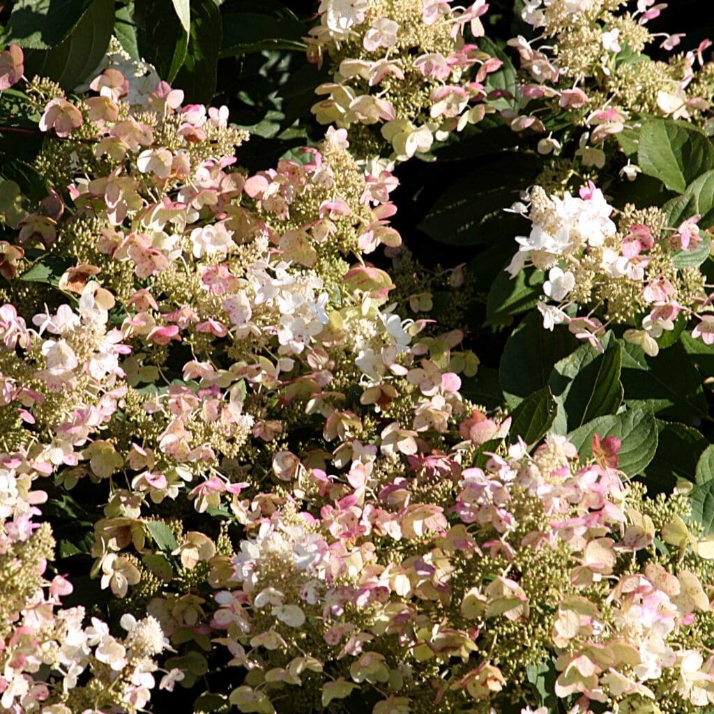 Firelight Tidbit Hydrangea