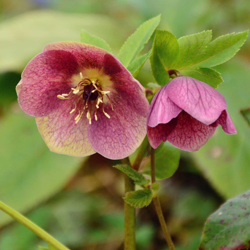 Hellebore