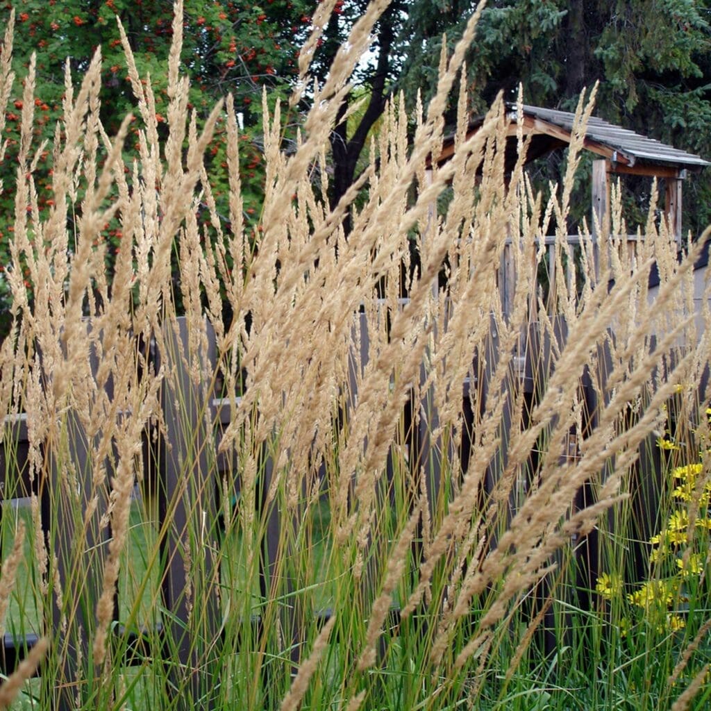 Karl Foerster Feather Reed Grass