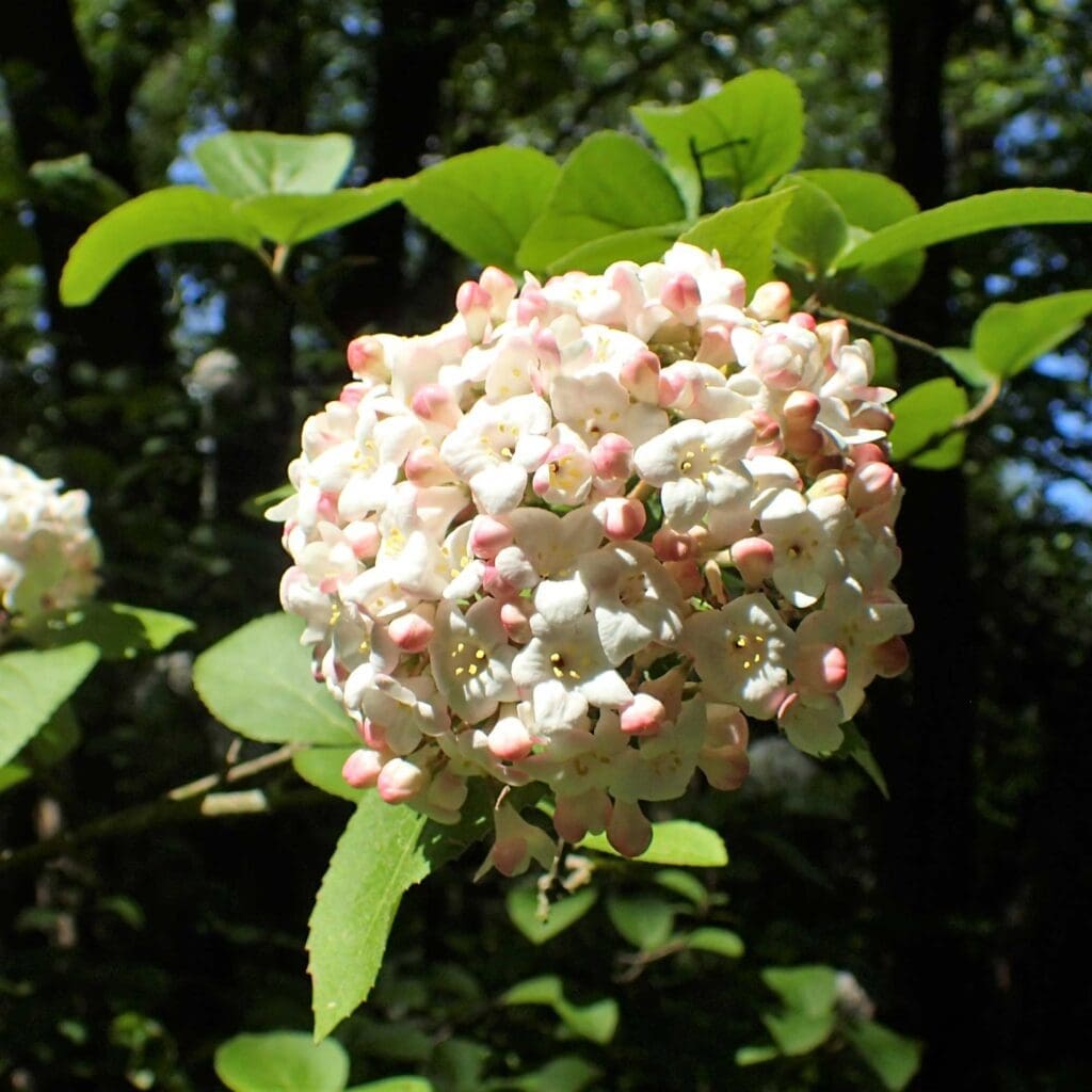 Spice island virburnum