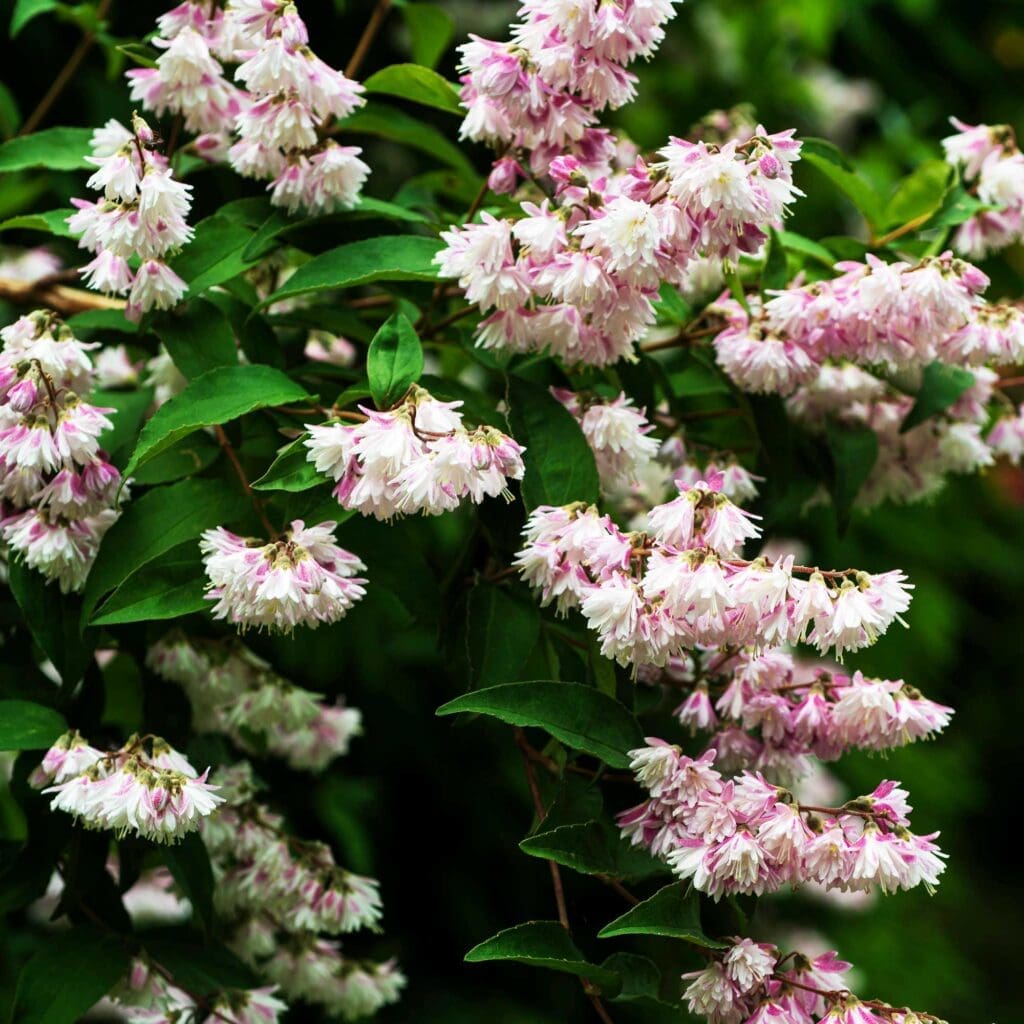 Yuki blossom deutzia