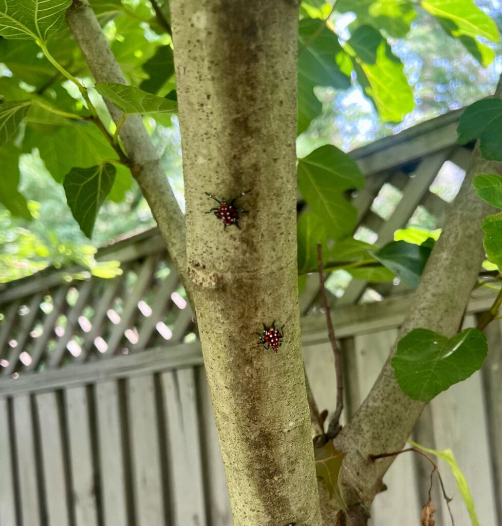 Jenna Spotted Lantern Fly on Tree
