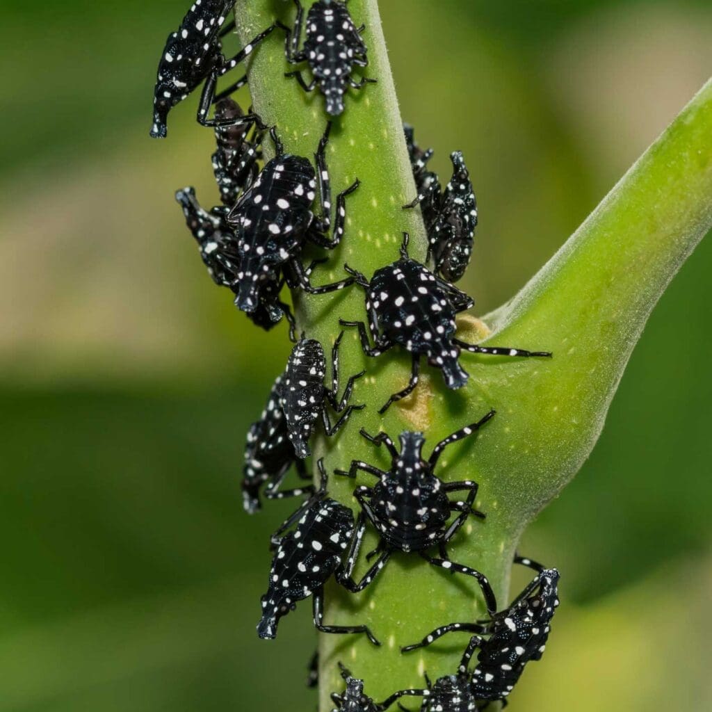 Spotted Lantern Fly Nymph Young