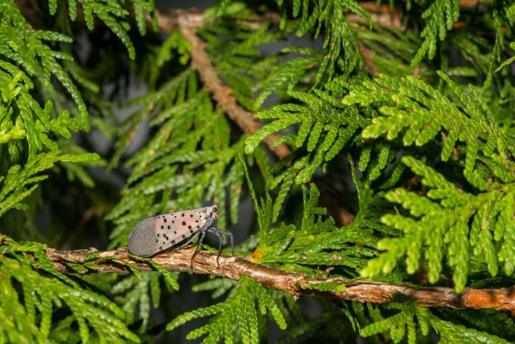 Adult spotted lanternfly