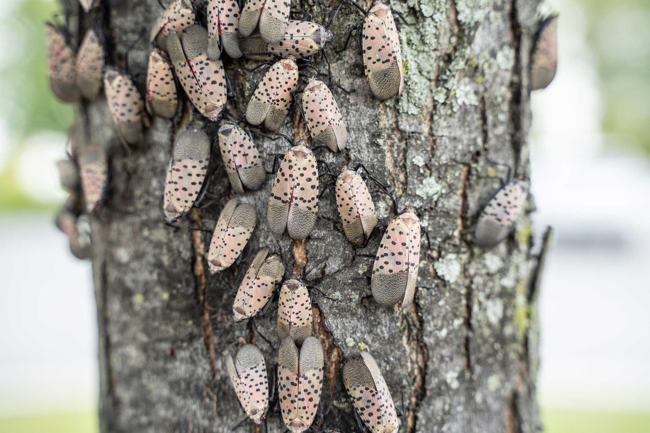 Spotted lanterflies