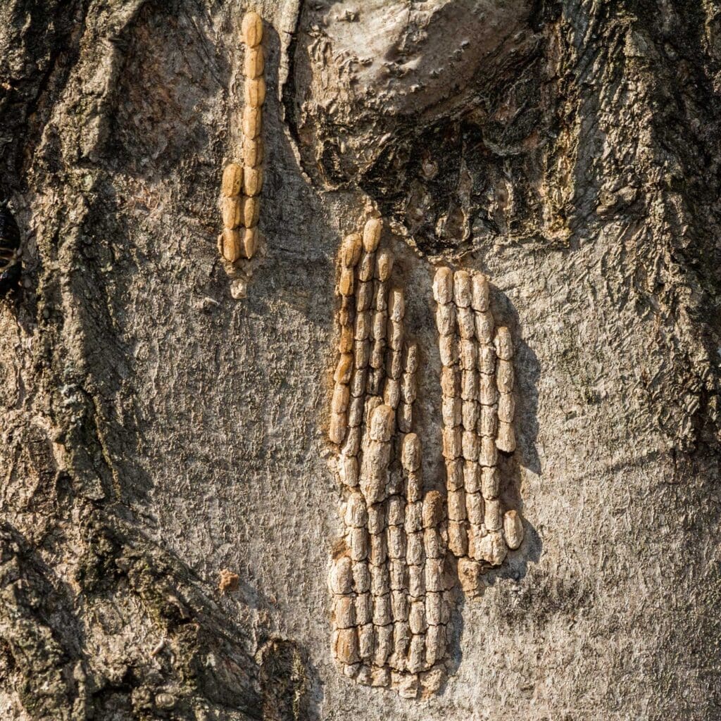 Spotted lantern fly egg mass