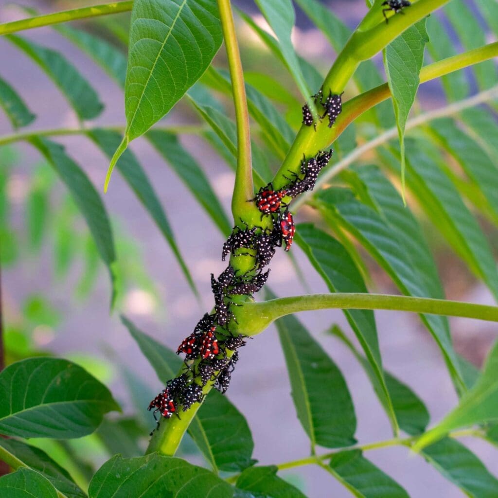 Spotted lanternfly late nymph stage
