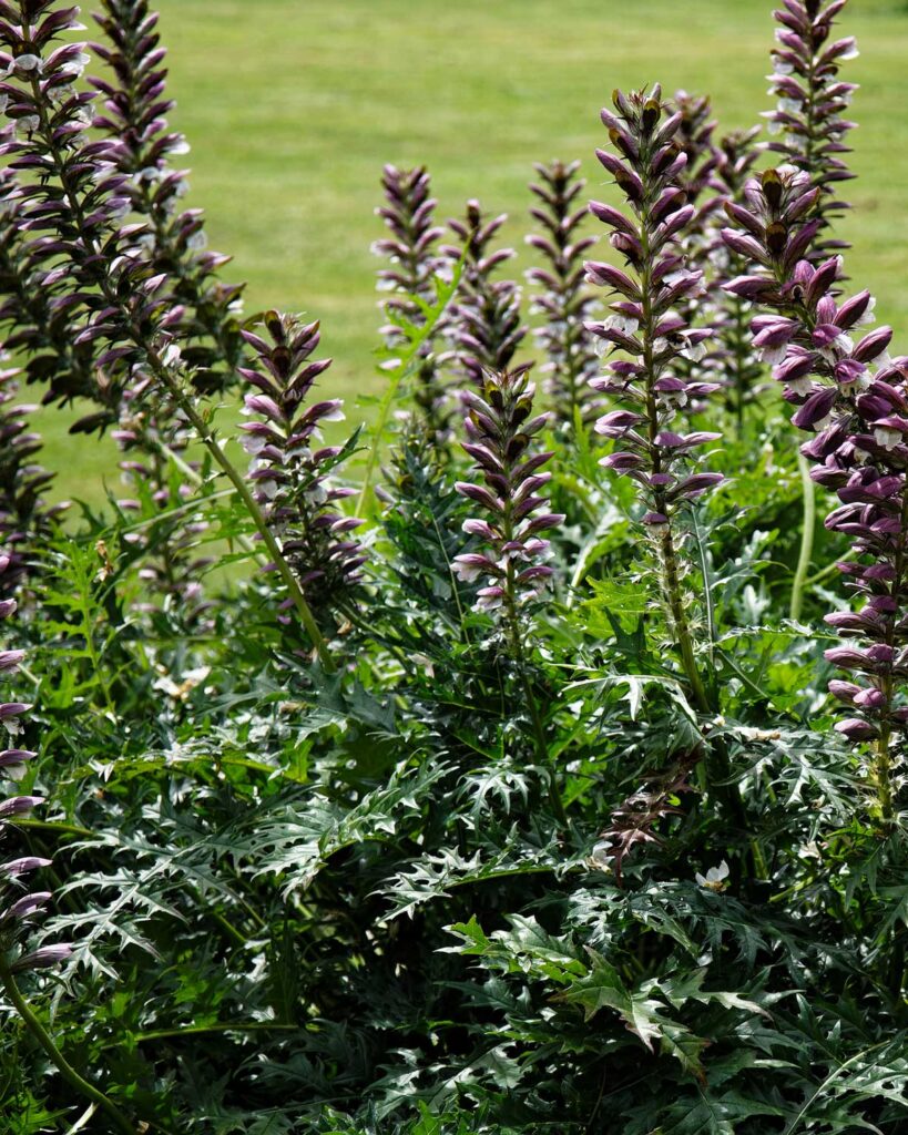 Acanthus spinosus at Easton Lodge Gardens, Little Easton, Essex, England