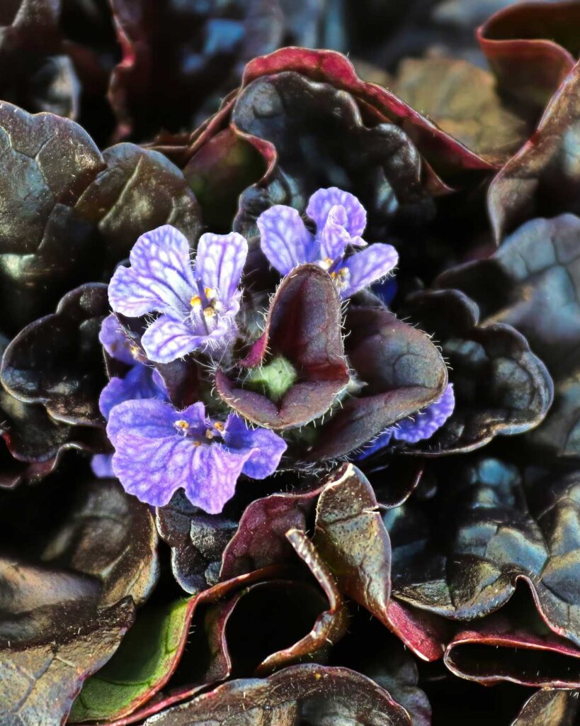 Ajuga black scallop