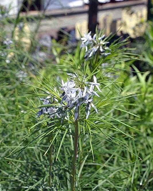 Amsonia hubrichtii