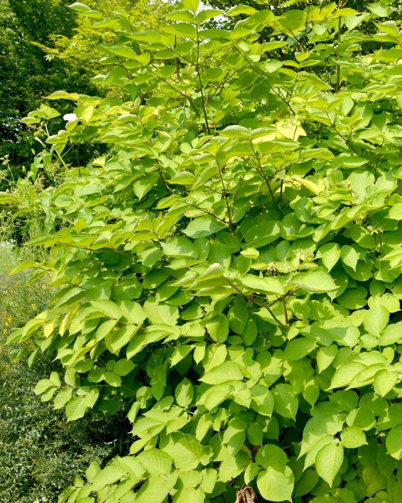 Aralia cordata