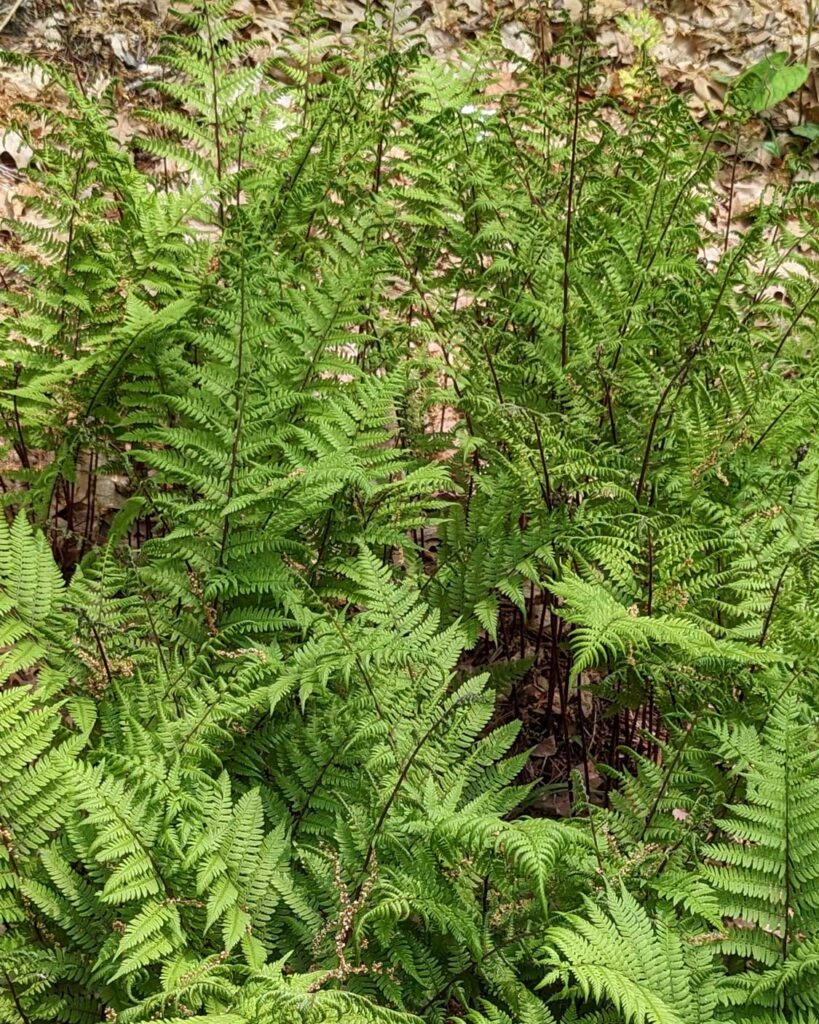 Athyrium filix femina var. angustum 'Lady in Red' Garden in the Woods Massachusetts