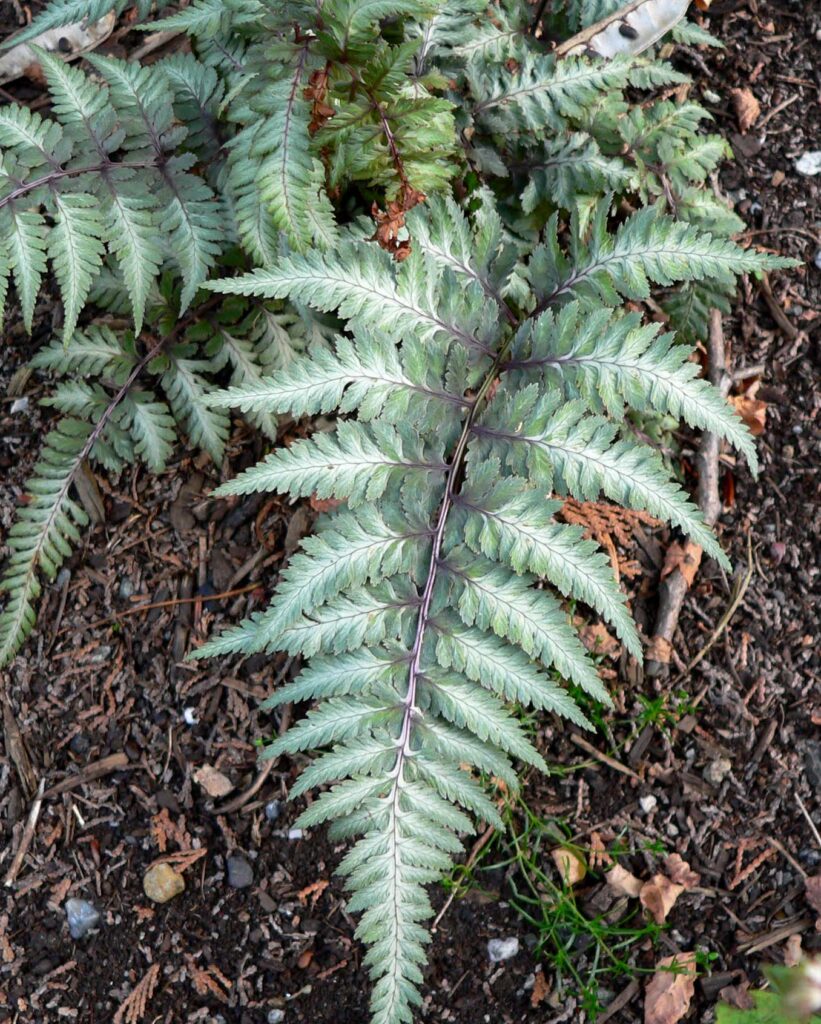 Athyrium niponicum pictum