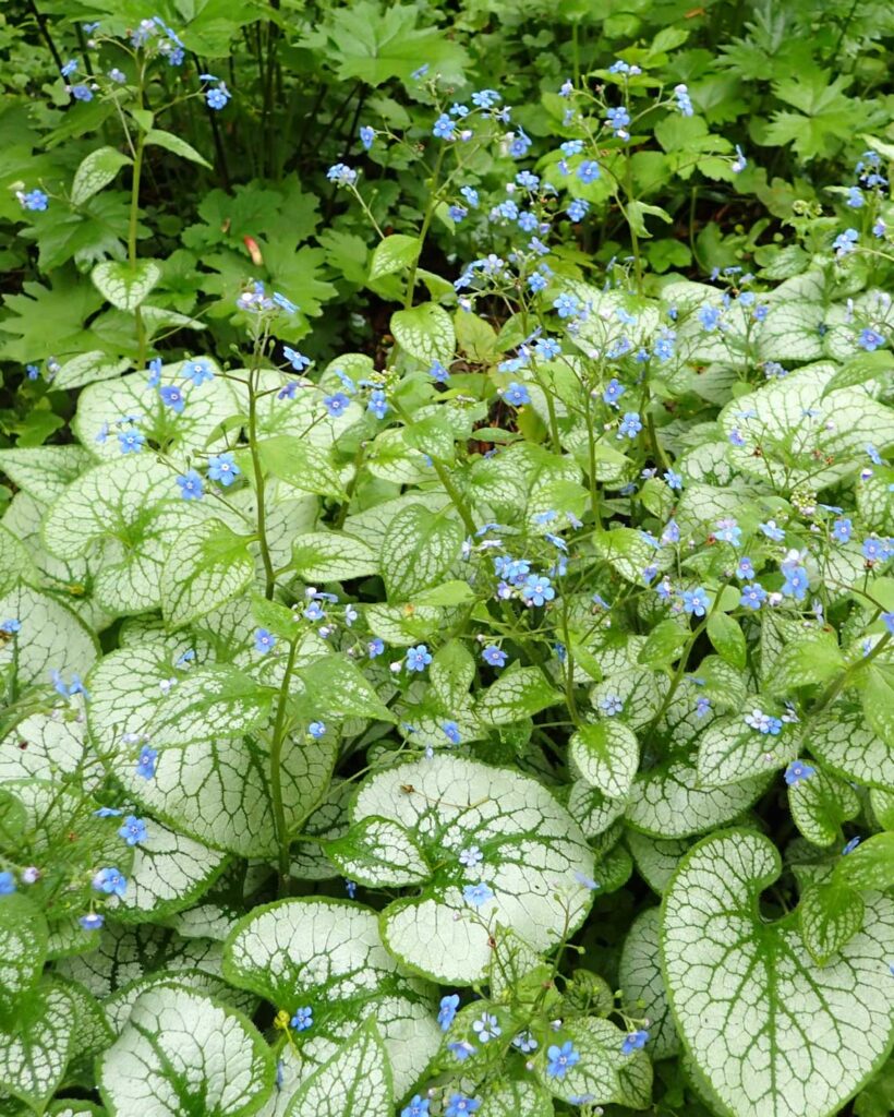 Brunnera Jack Frost