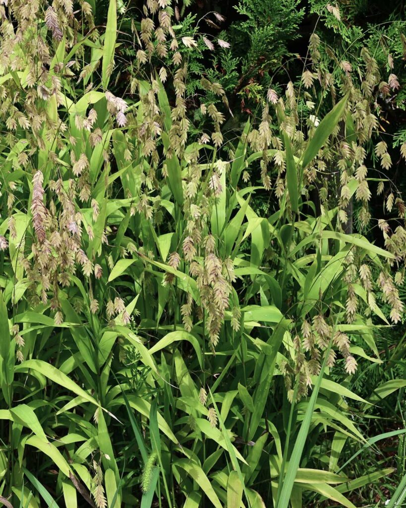 Chasmanthium latifolium