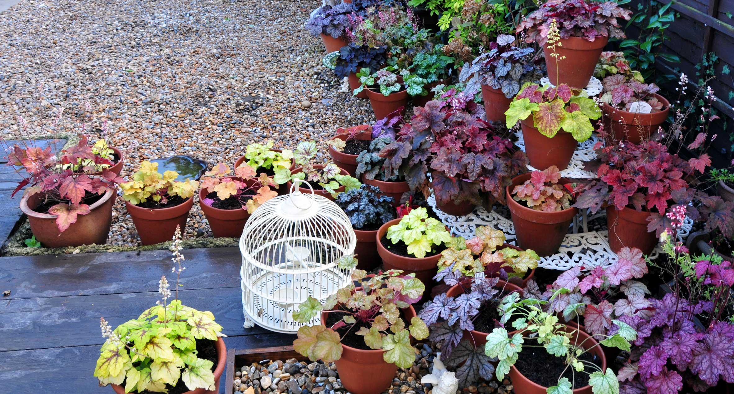 Heuchera fall foliage plants for dc yards