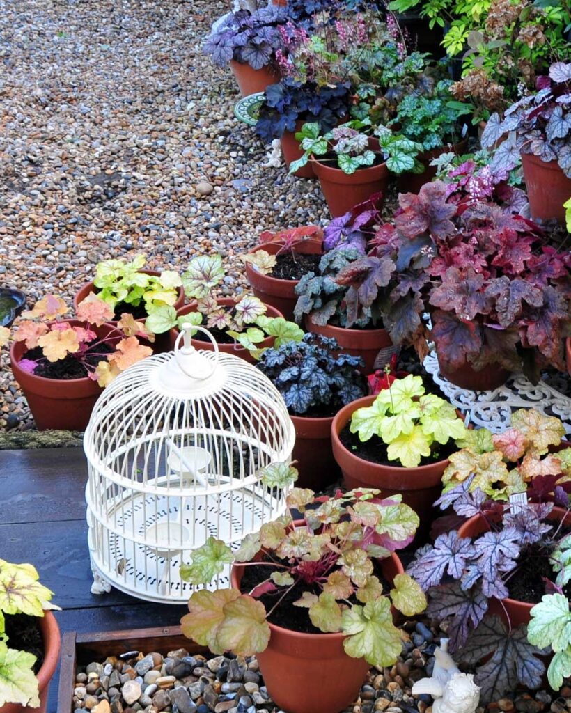 Heuchera